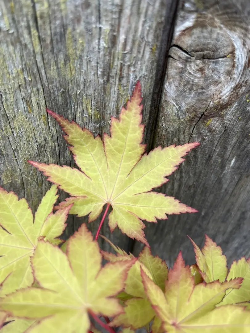 Acer palmatum - Japanese Maple Acer 'Summer Gold'