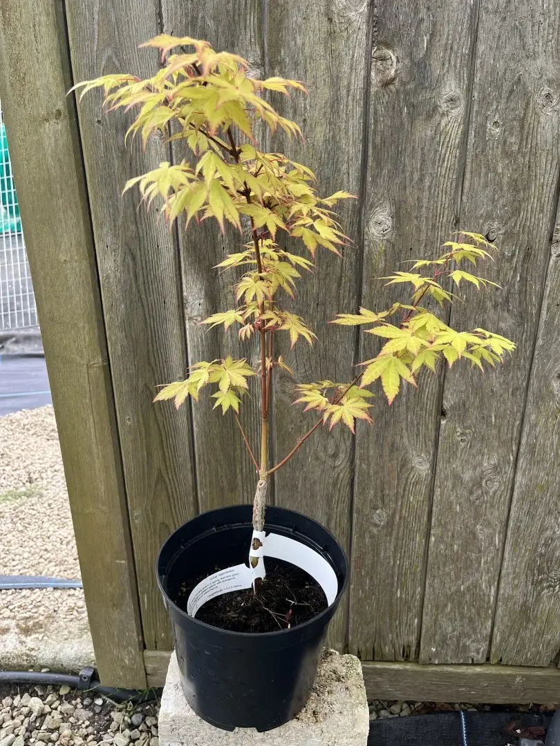 Acer palmatum - Japanese Maple Acer 'Summer Gold'