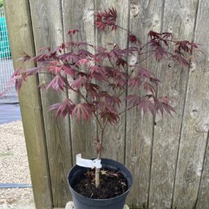 Acer shirasawanum - Japanese Full Moon Maple 'Gloria'