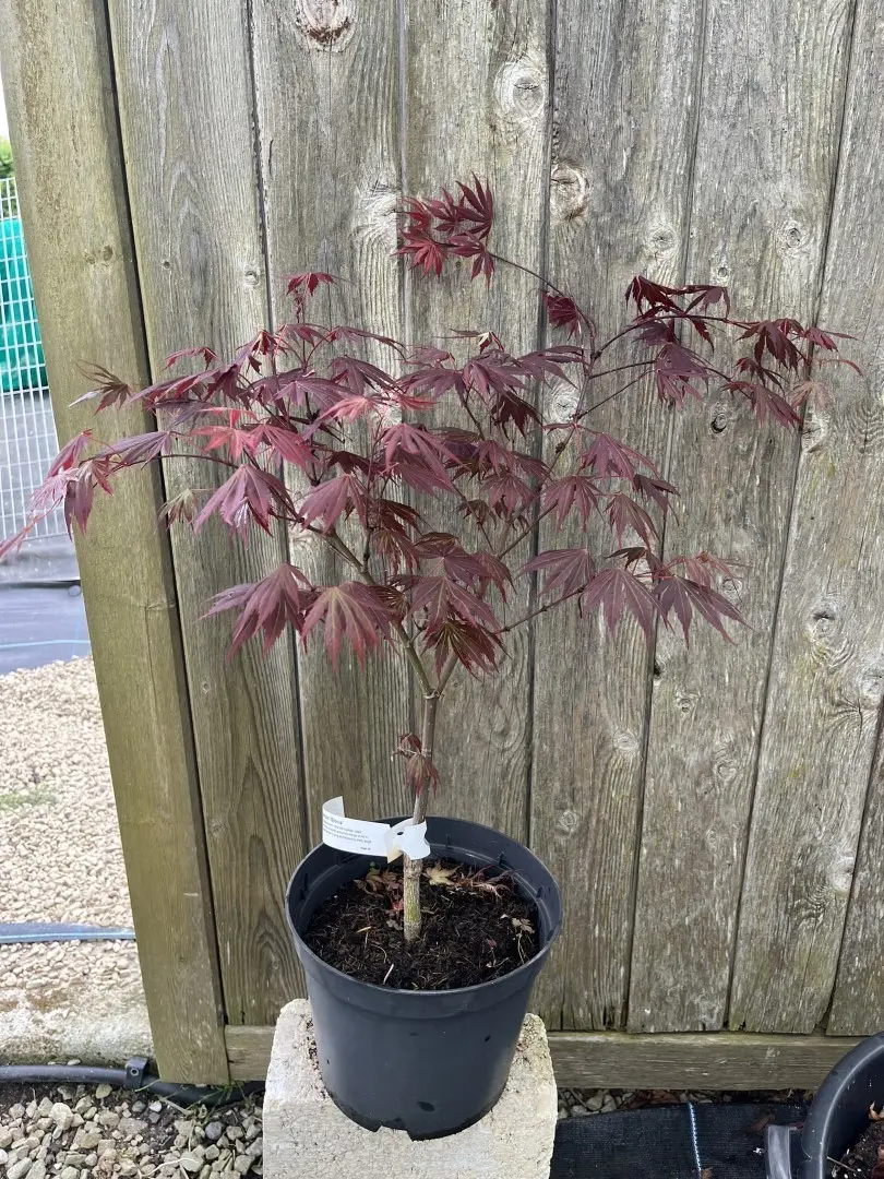 Acer shirasawanum - Japanese Full Moon Maple 'Gloria'