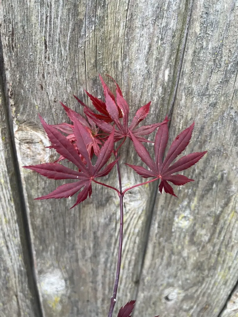 Acer shirasawanum - Japanese Full Moon Maple 'Gloria'