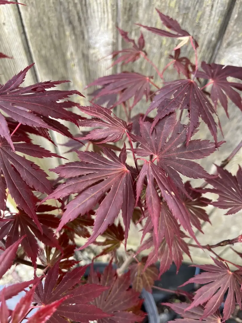 Acer shirasawanum - Japanese Full Moon Maple 'Gloria'