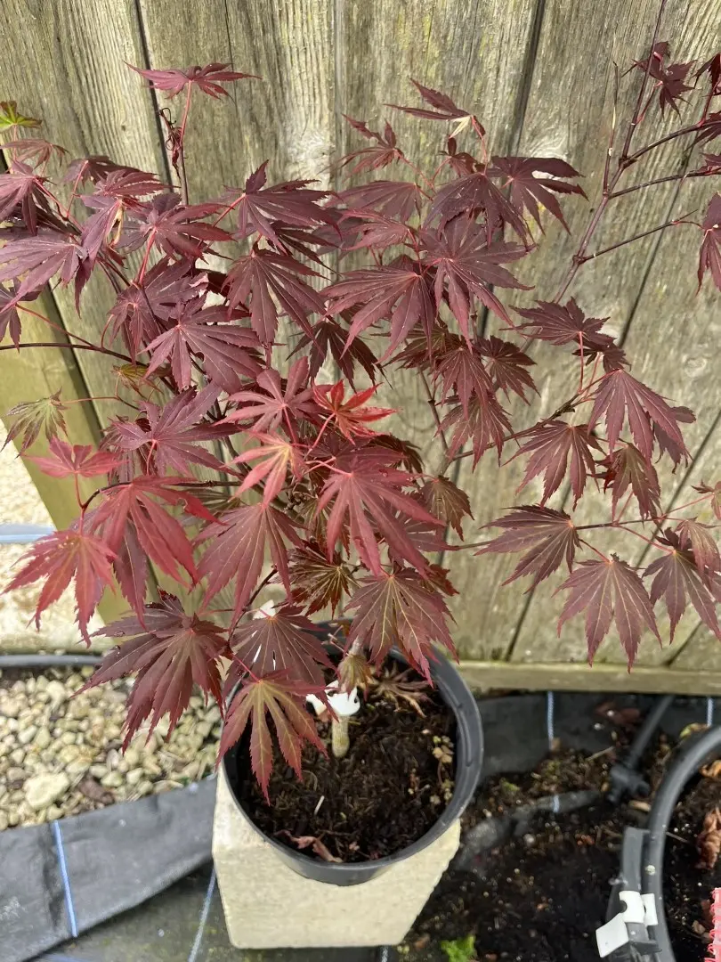 Acer shirasawanum - Japanese Full Moon Maple 'Gloria'