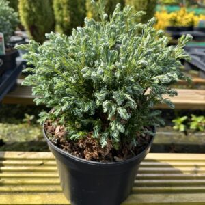 Chamaecyparis pisifera - Sawara Cypress 'Boulevard'