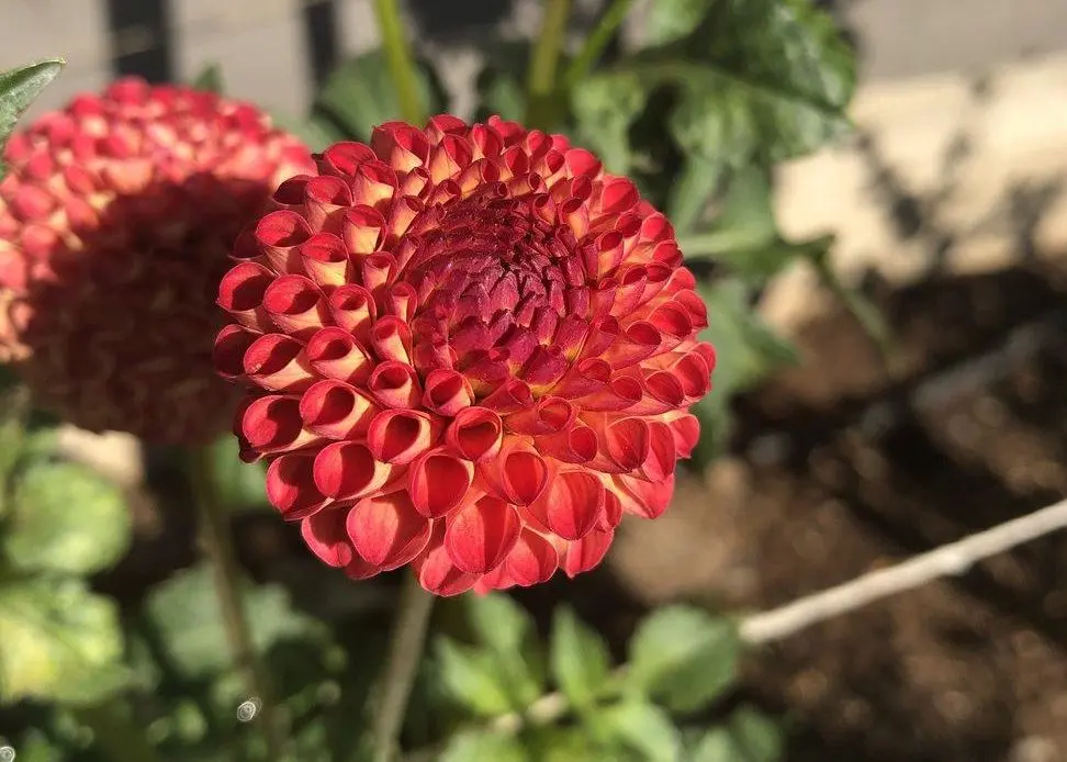 Dahia Glow Tubers