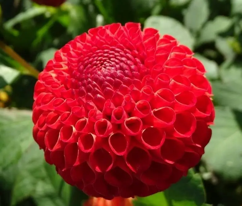 Dahia Glow Tubers