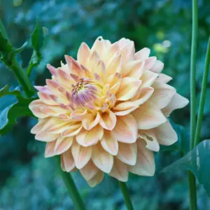 Dahlia Ace Summer Sunset Tubers