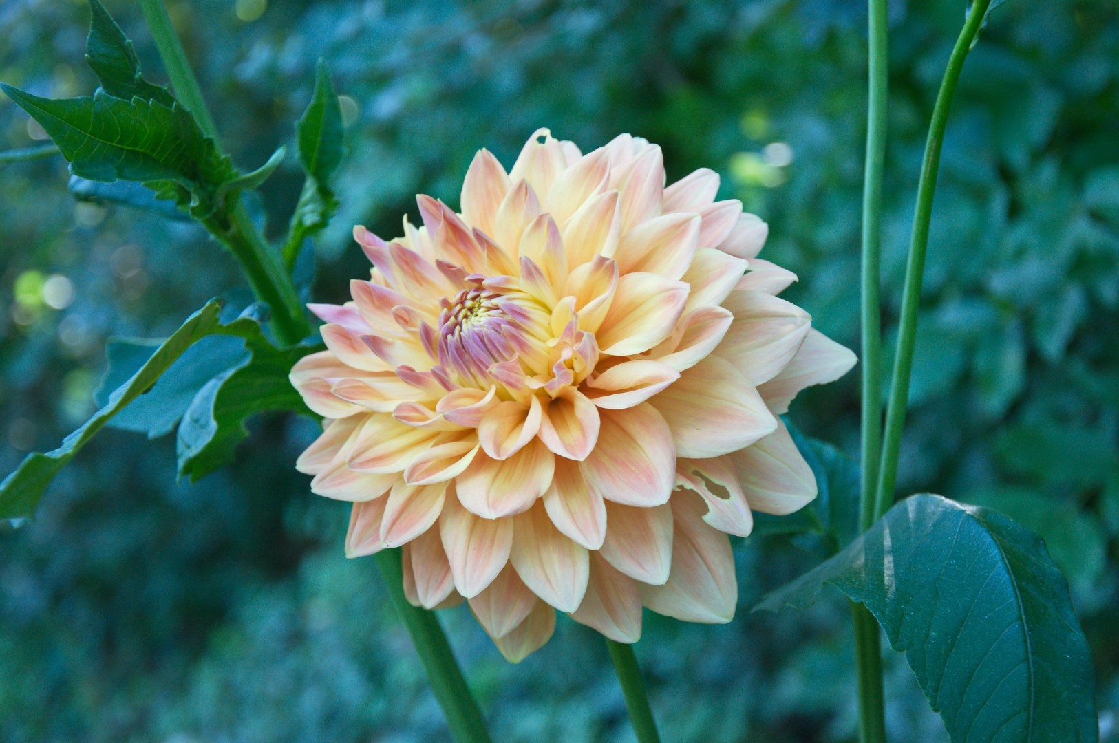 Dahlia Ace Summer Sunset Tubers