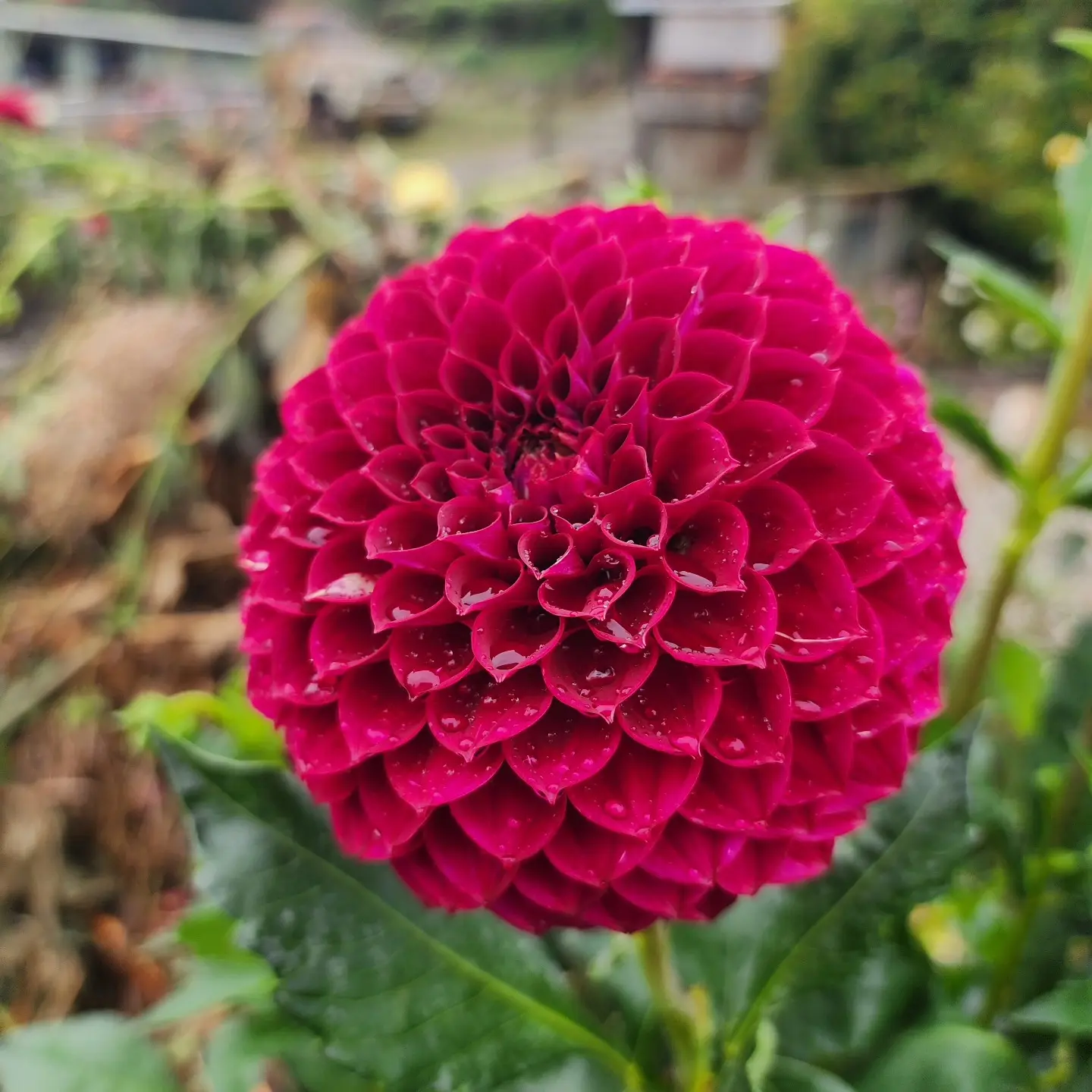 Dahlia Addison June Tubers