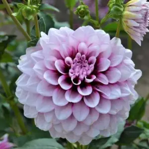 Dahlia Aitara Diadem Tubers