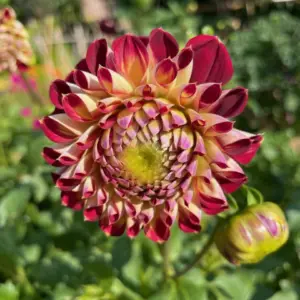 Dahlia Akita Tubers