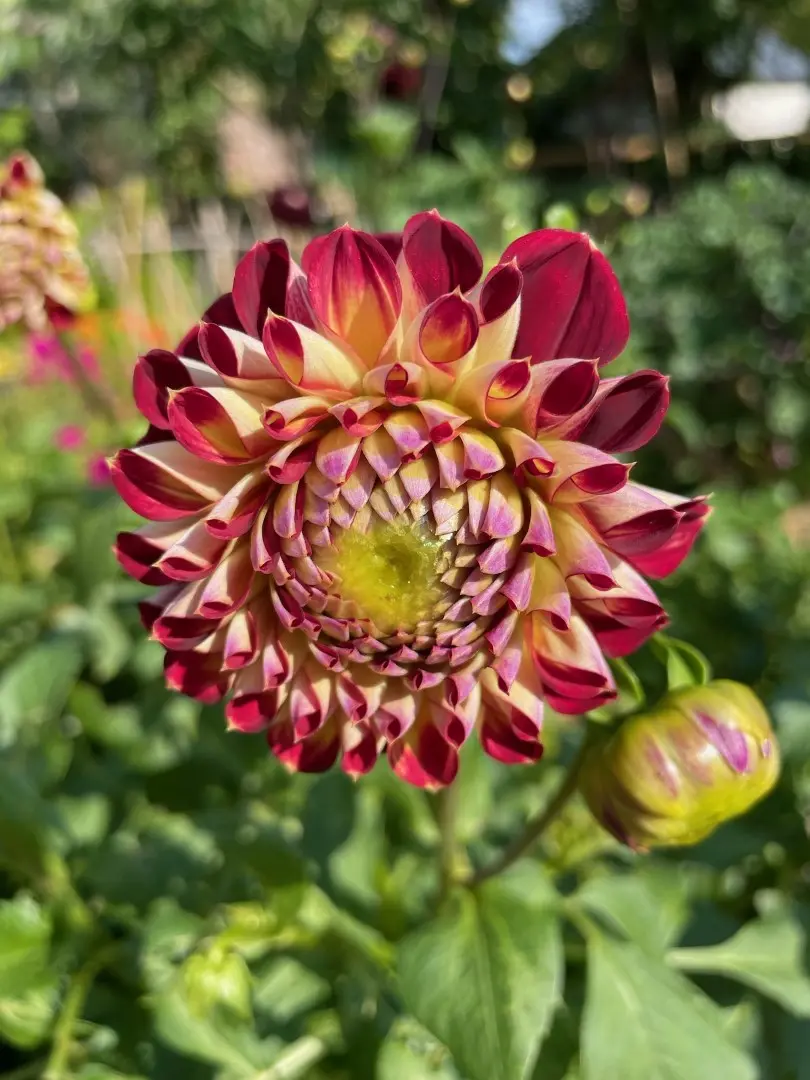 Dahlia Akita Tubers