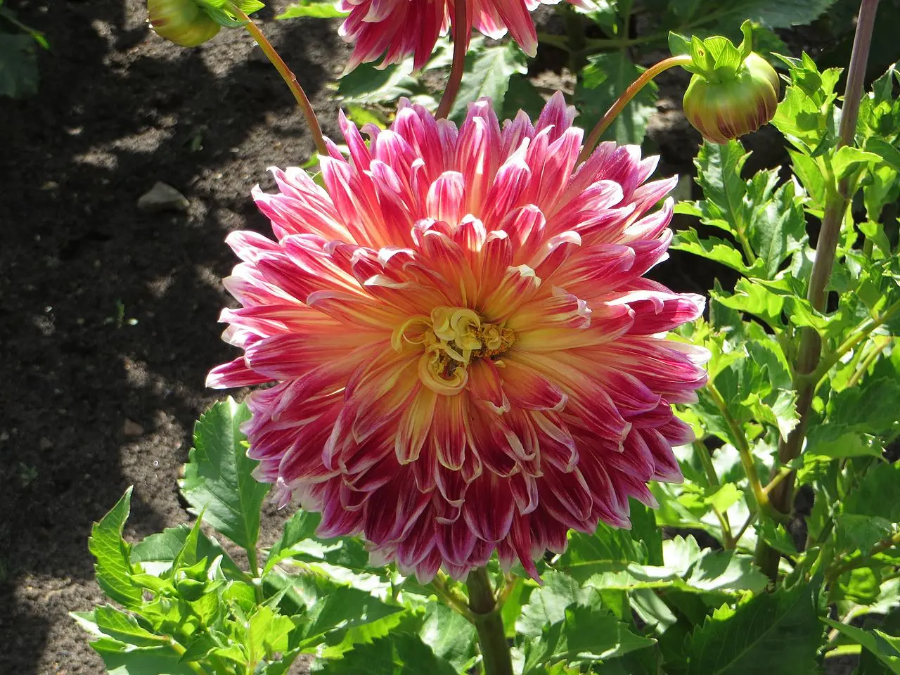 Dahlia Akita Tubers
