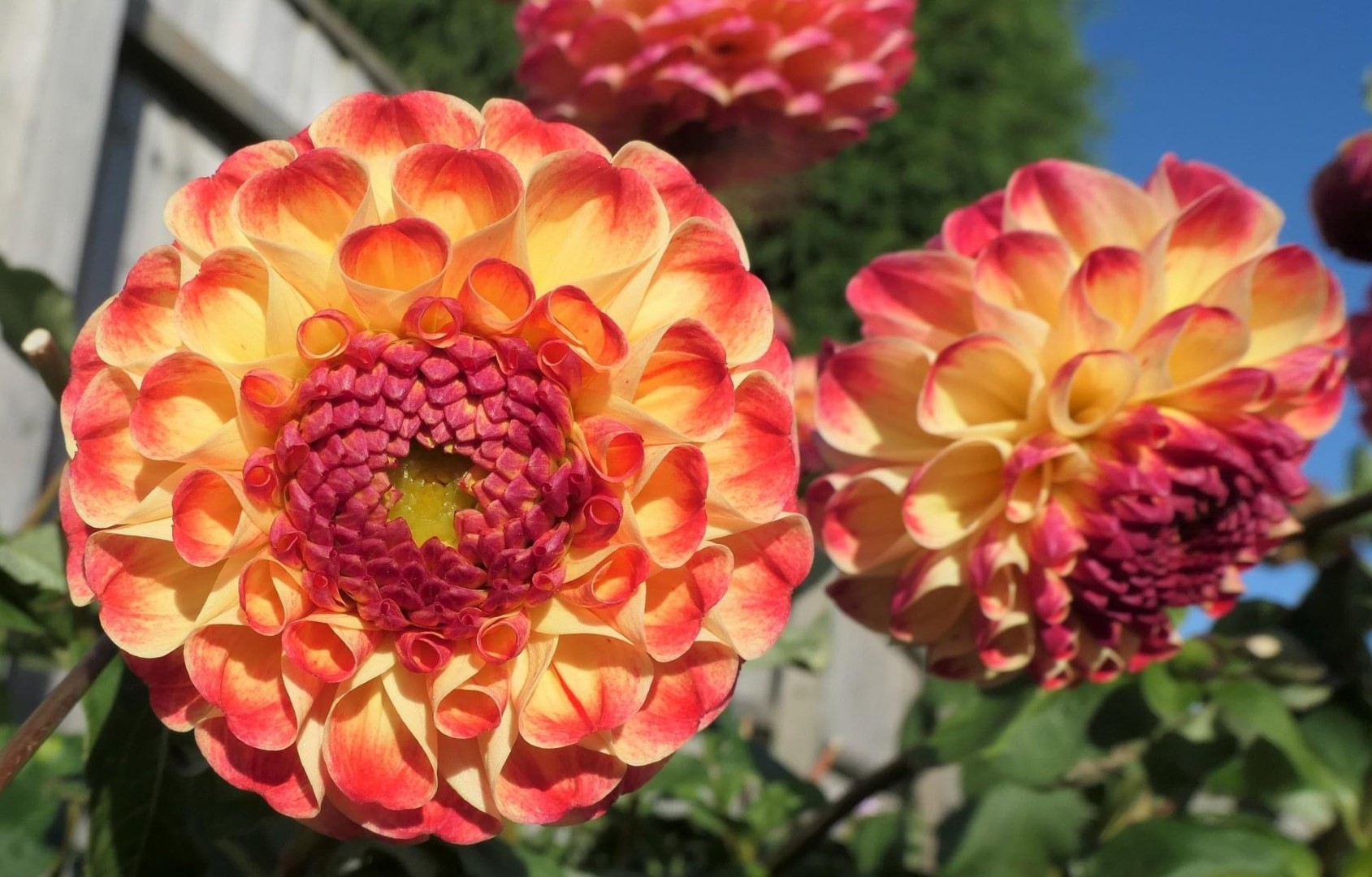 Dahlia Alamo Tubers