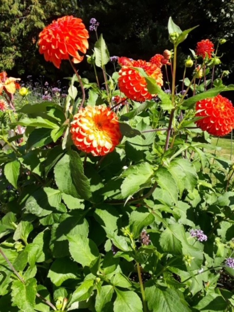 Dahlia Alamo Tubers