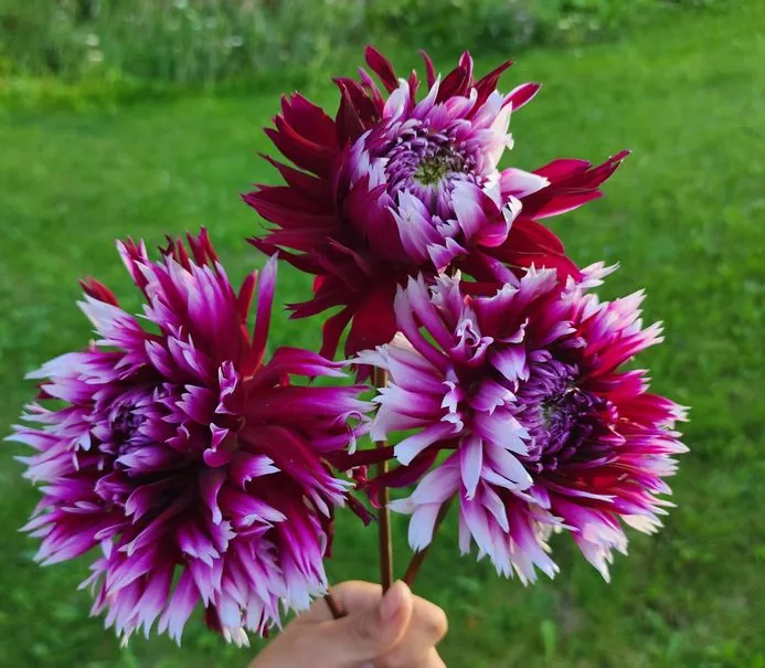 Dahlia Alauna Clair-Obscur Tubers