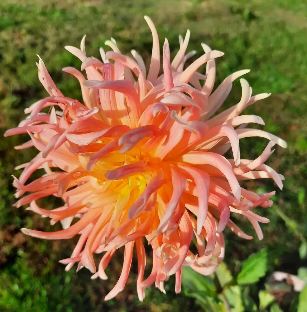 Dahlia Alfred Grille Tubers