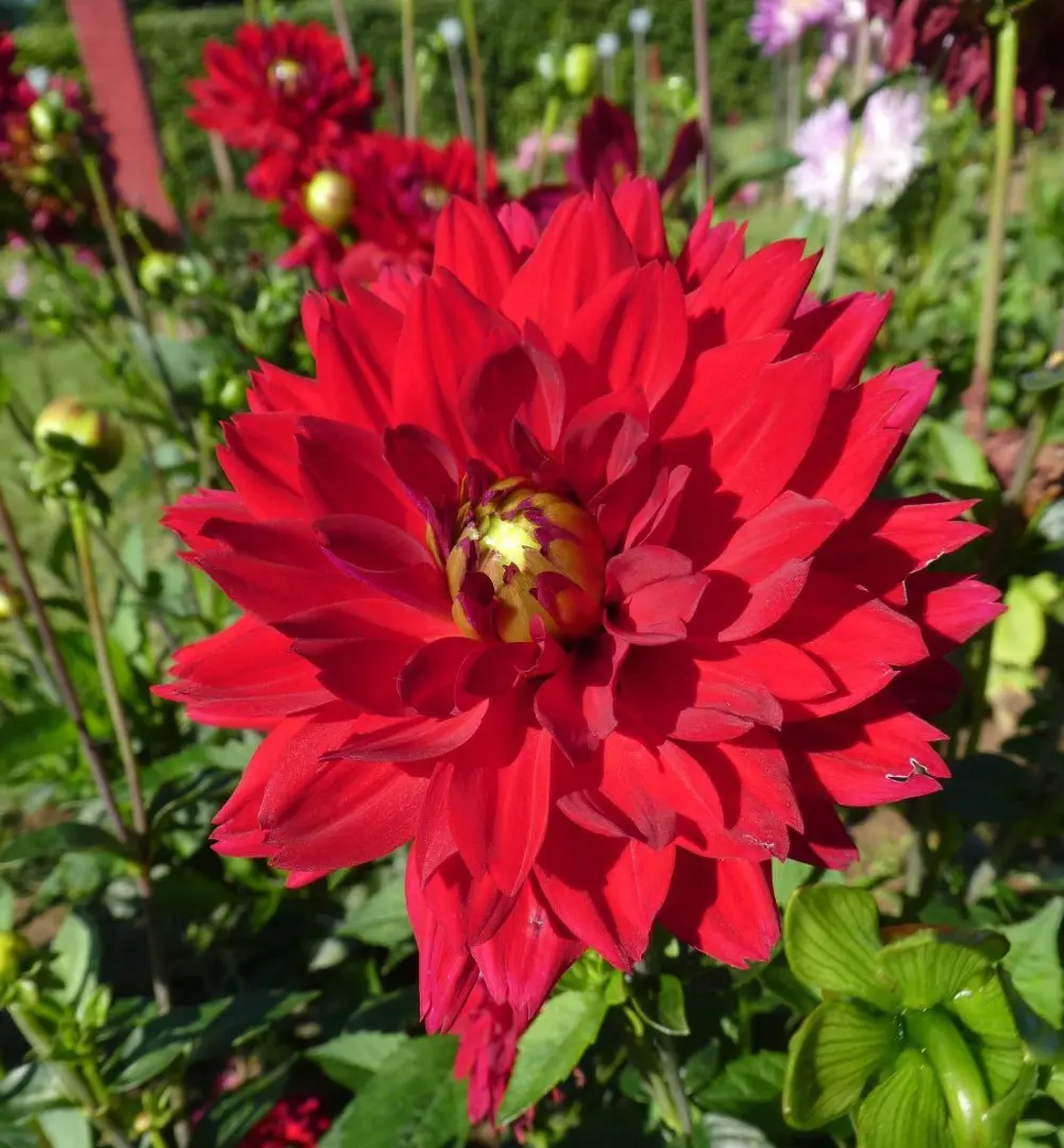 Dahlia All Directions Tubers