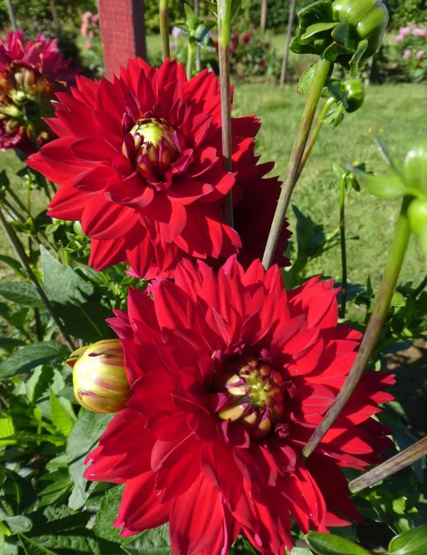 Dahlia All Directions Tubers
