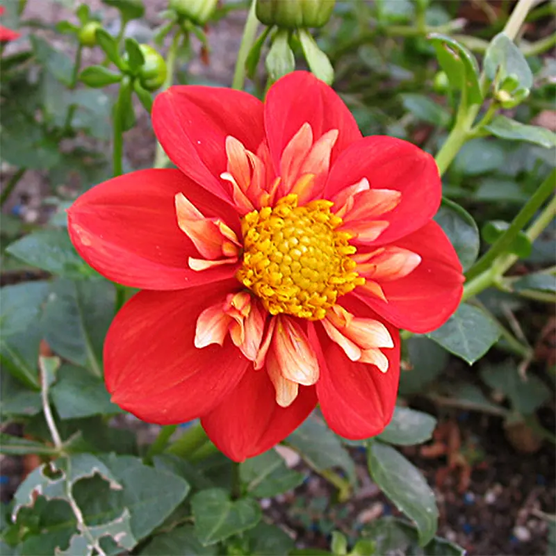 Dahlia Alstergruss Tubers