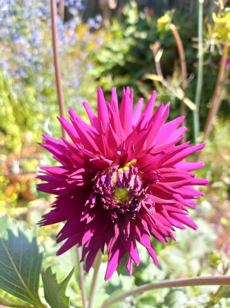 Dahlia Ambition Tubers