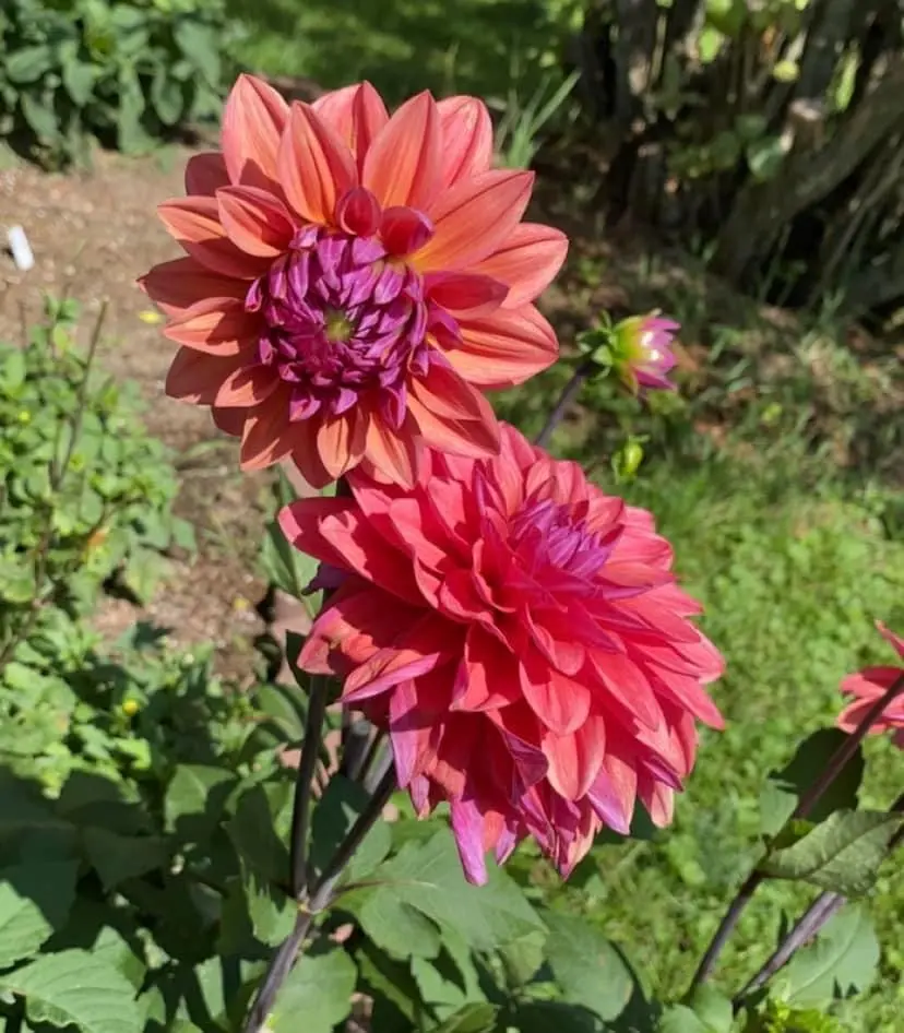 Dahlia American Dawn Tubers