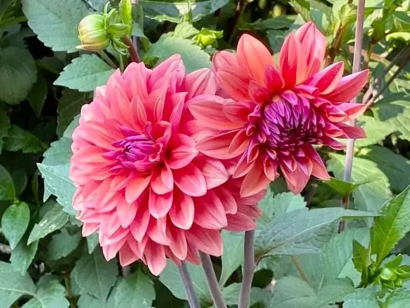 Dahlia American Dawn Tubers