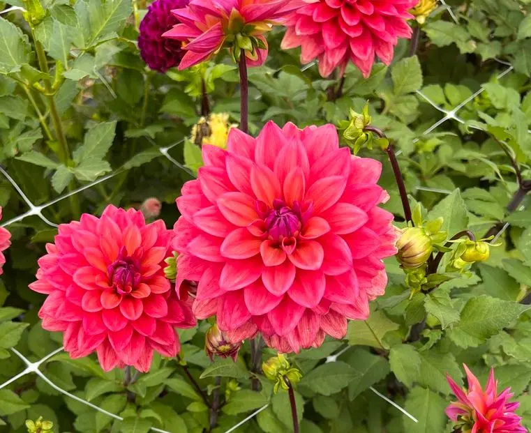 Dahlia American Dawn Tubers