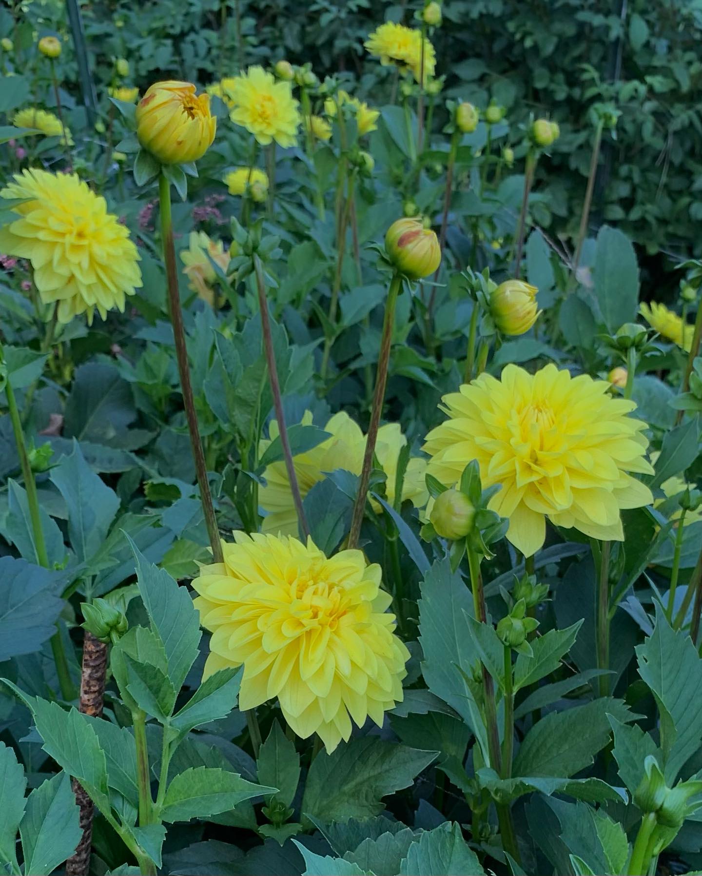 Dahlia American Sun Tubers