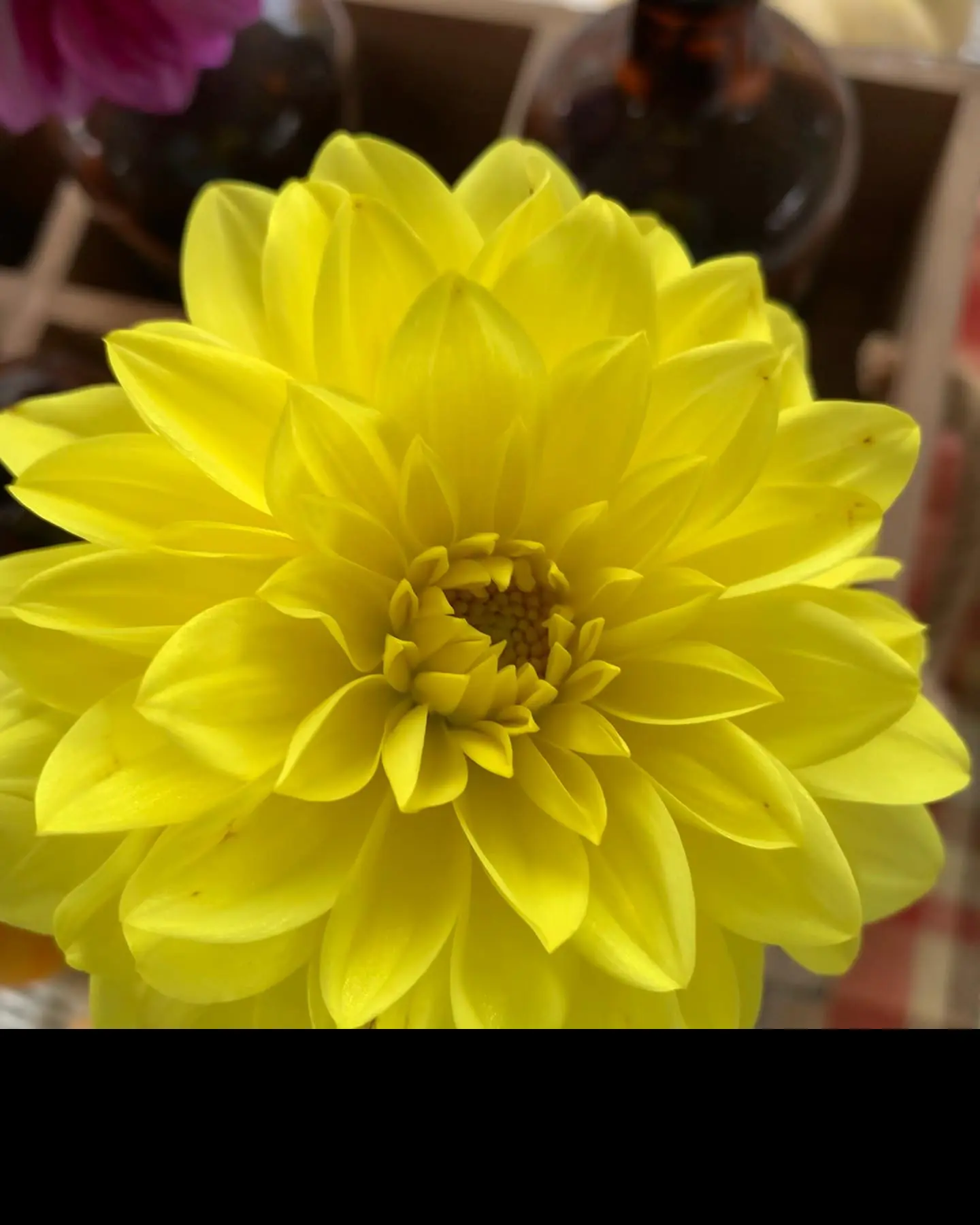 Dahlia American Sun Tubers