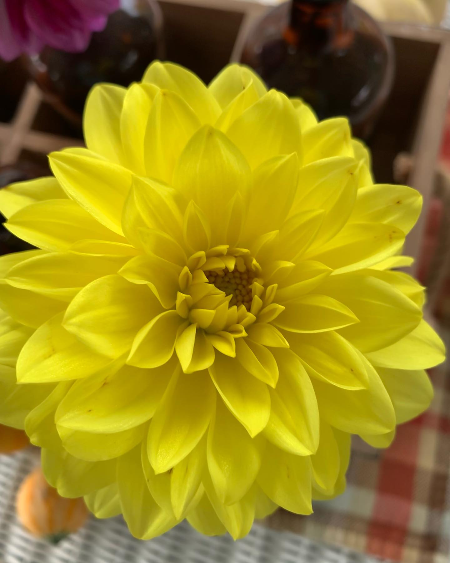 Dahlia American Sun Tubers