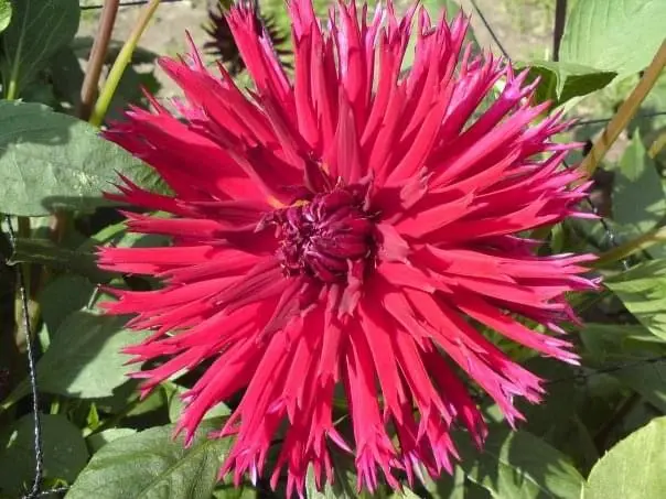 Dahlia Apache Tubers
