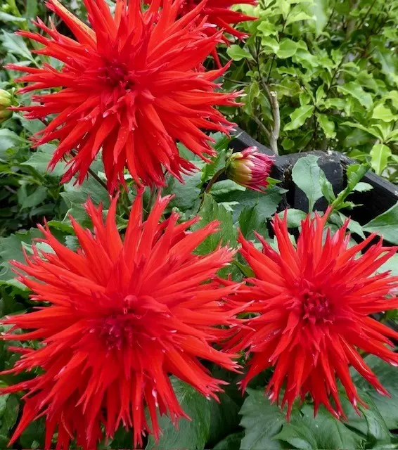 Dahlia Apache Tubers - Image 3