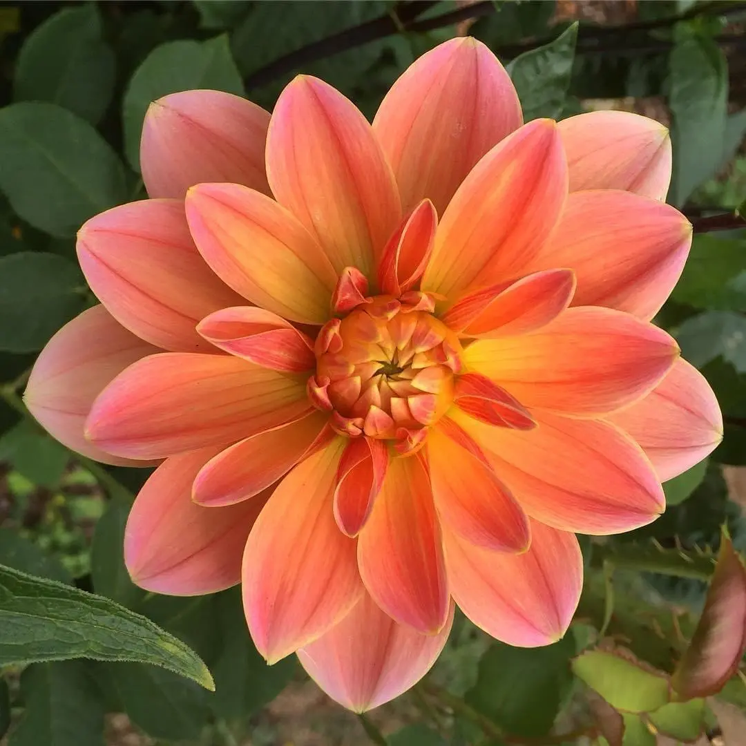 Dahlia Apricot Desire Tubers