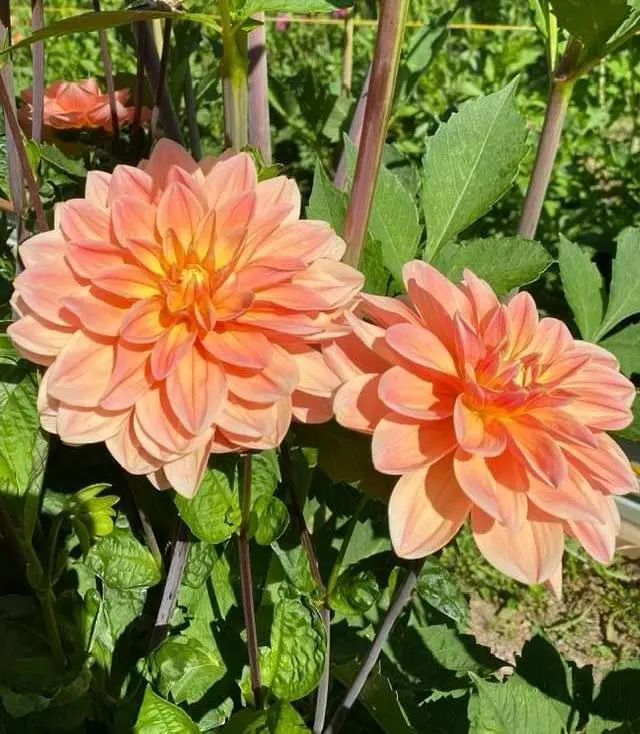 Dahlia Apricot Desire Tubers