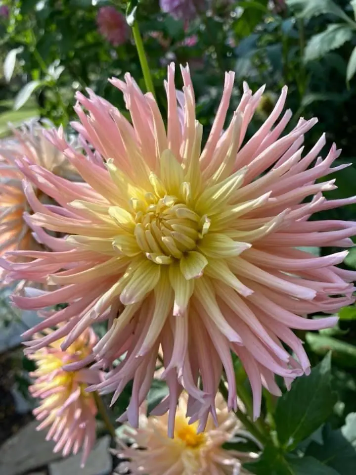 Dahlia Apricot Star Tubers