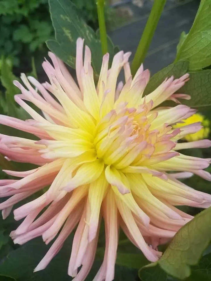 Dahlia Apricot Star Tubers