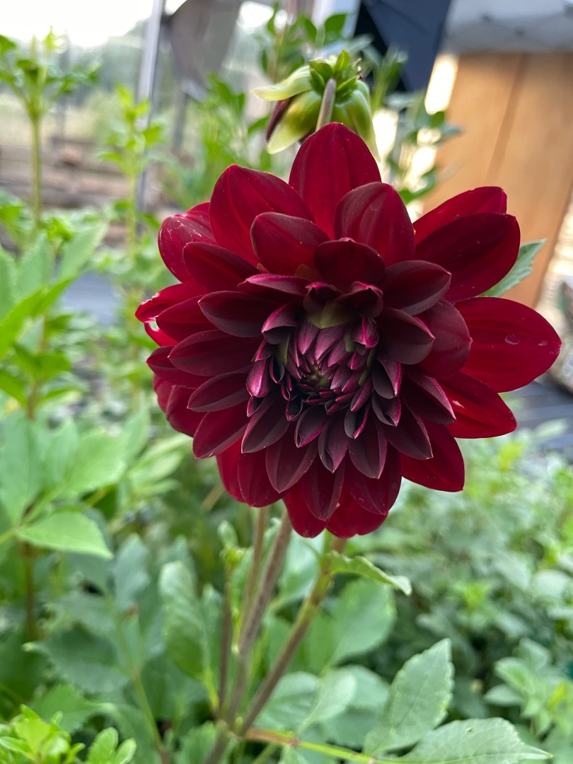 Dahlia Arabian Night Tubers