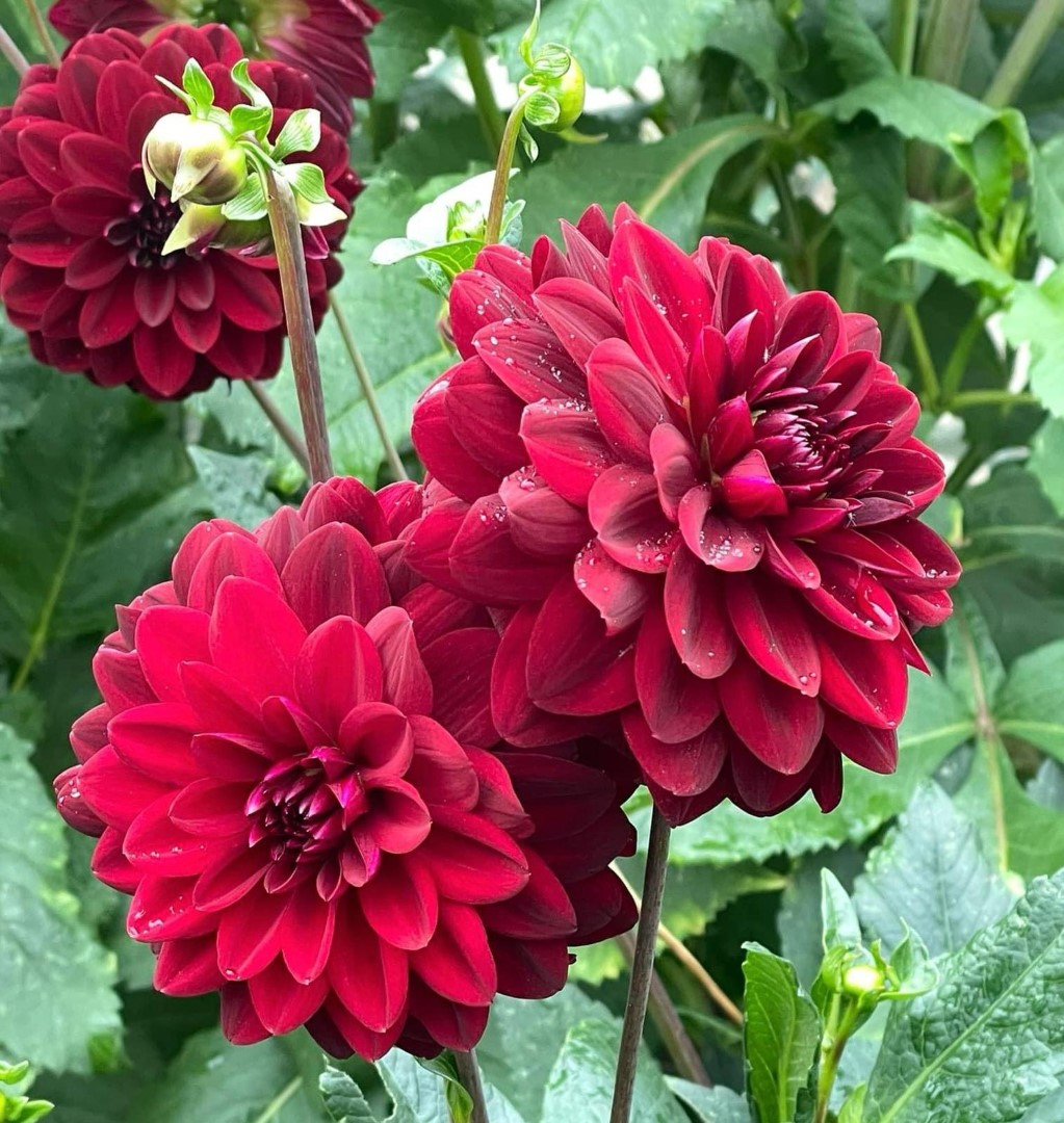 Dahlia Arabian Night Tubers