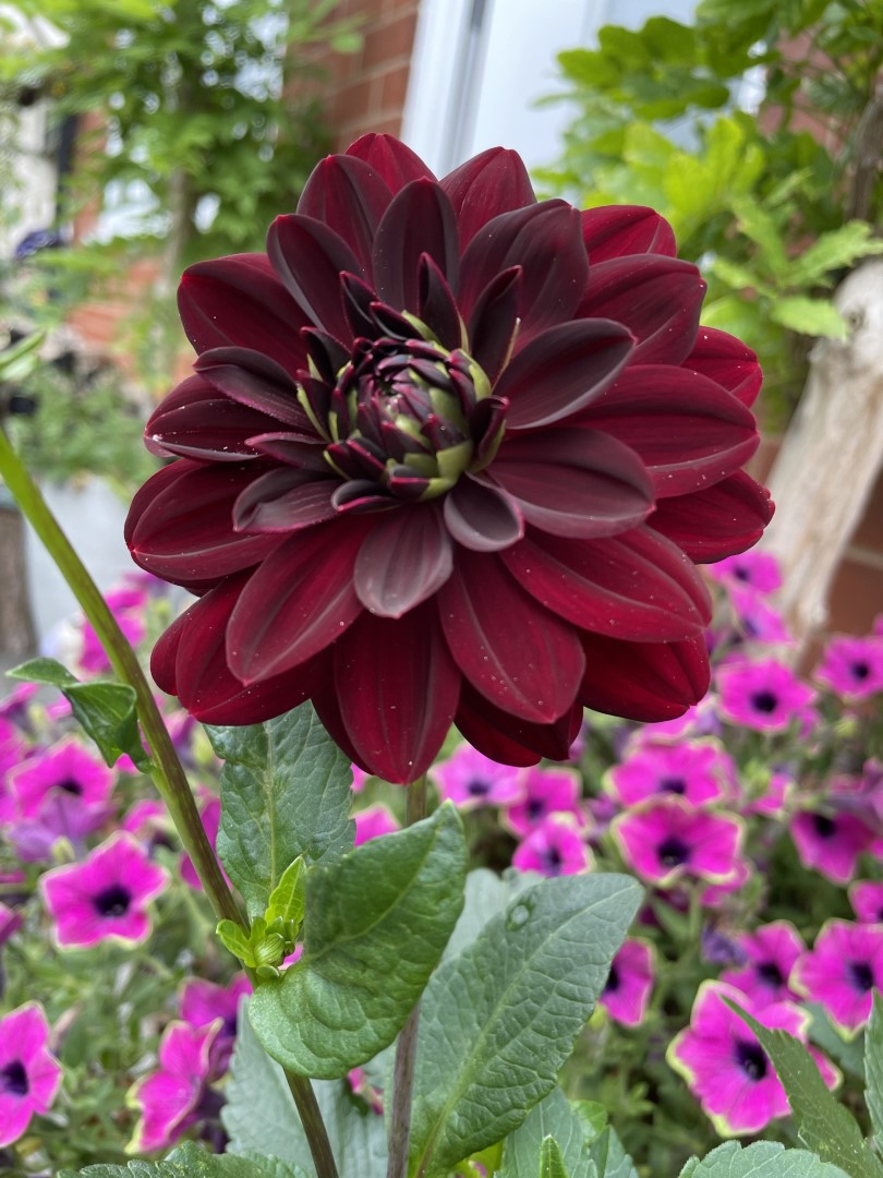 Dahlia Arabian Night Tubers