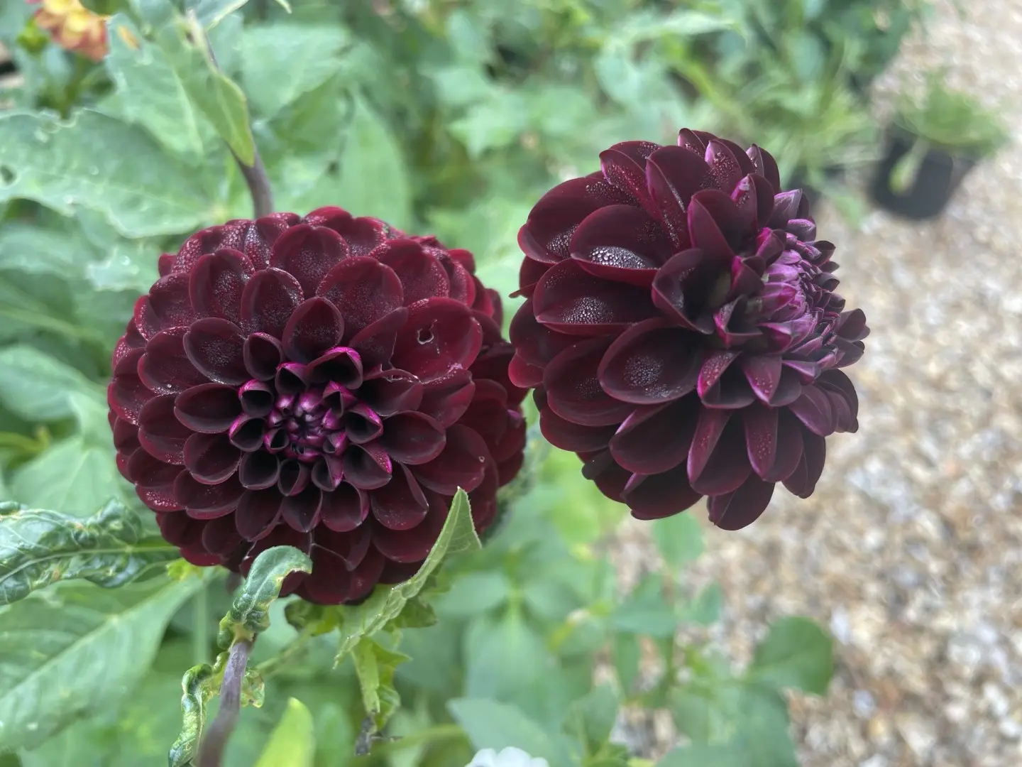 Dahlia Arabian Night Tubers - Image 2
