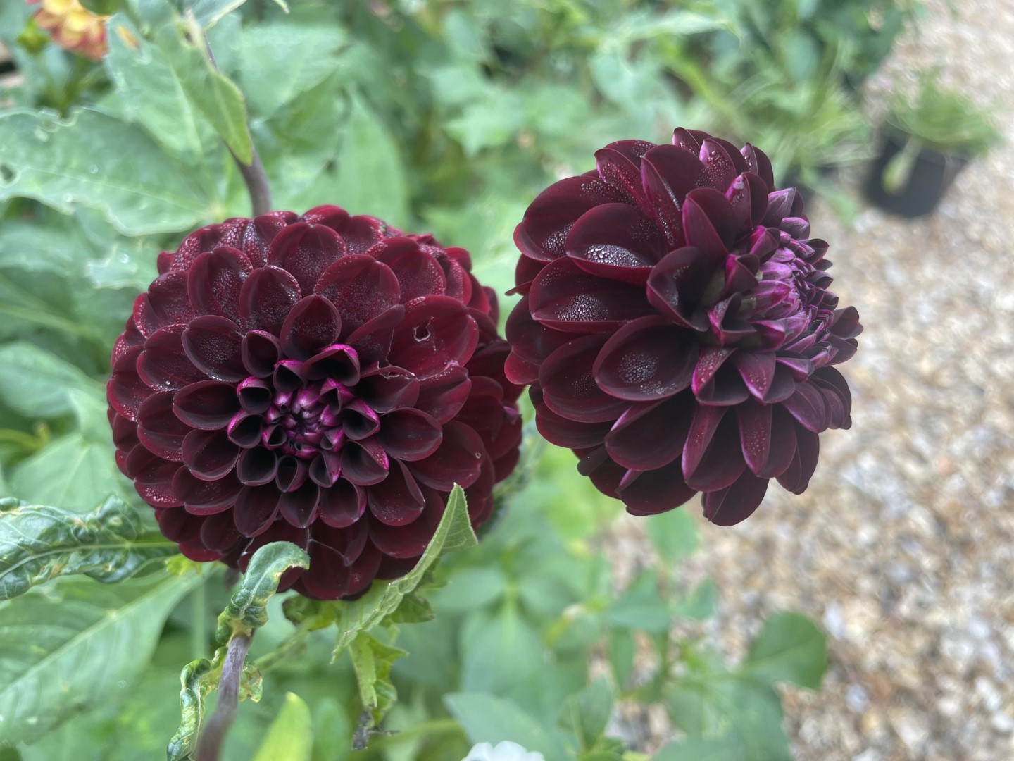 Dahlia Arabian Night Tubers - Image 2