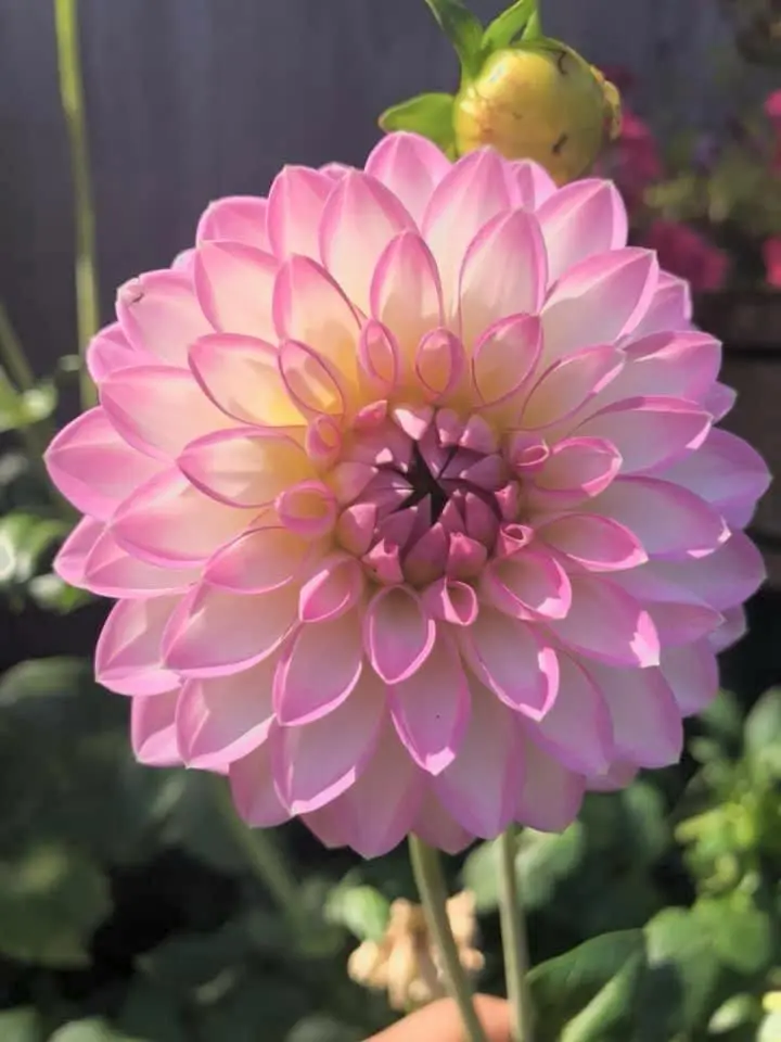 Dahlia Arbatax Tubers