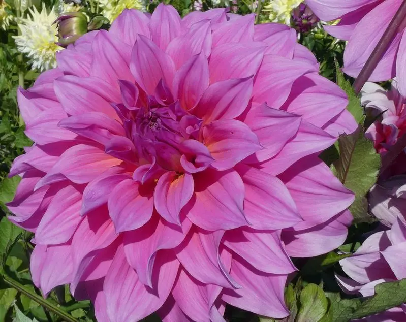 Dahlia Arthur Hambley Tubers