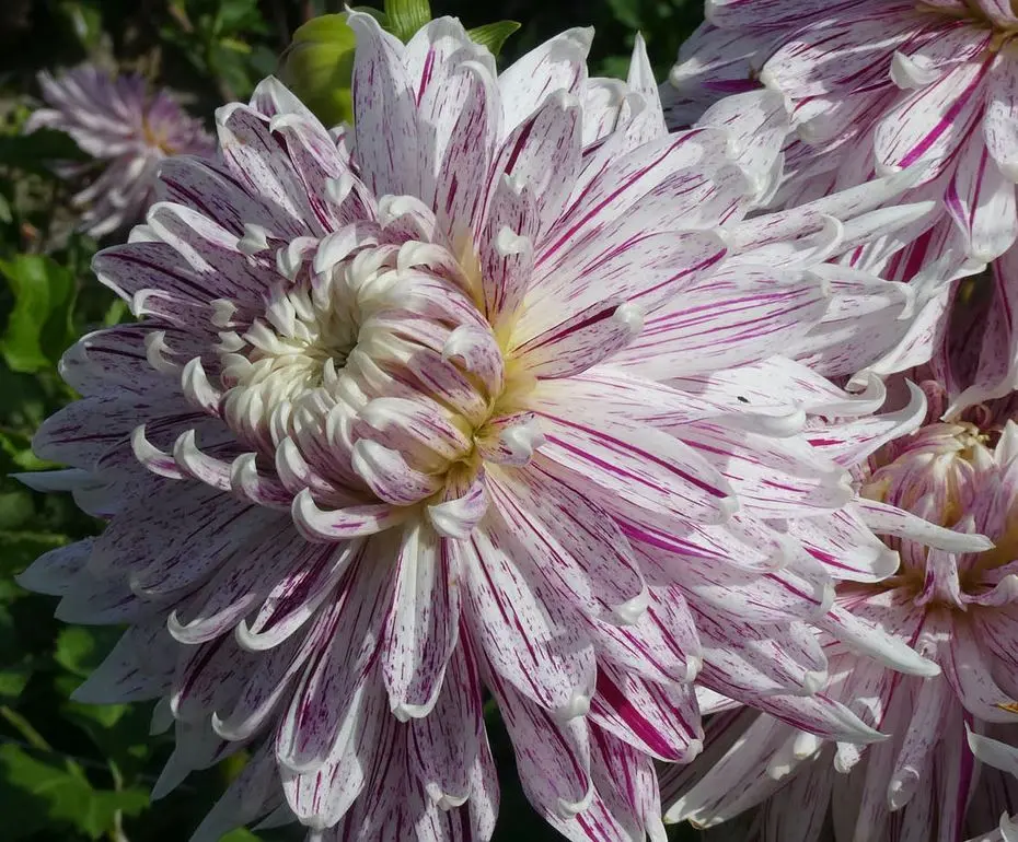 Dahlia Avignon Tubers