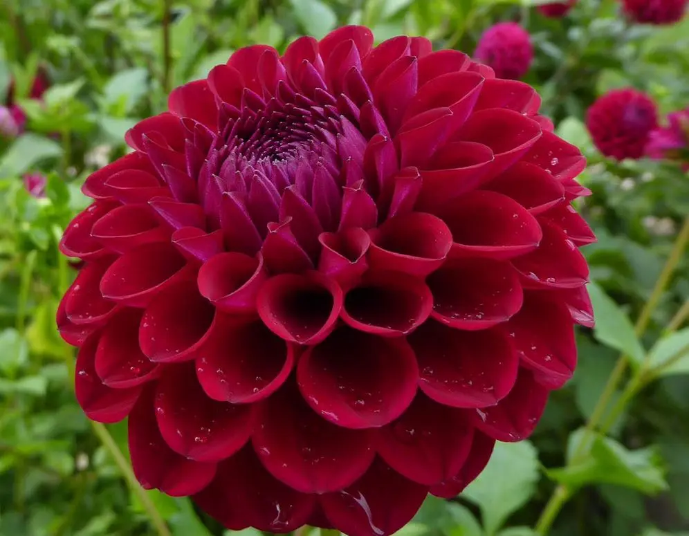 Dahlia Babette Tubers