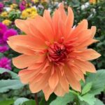 Dahlia Babylon Bronze Tubers