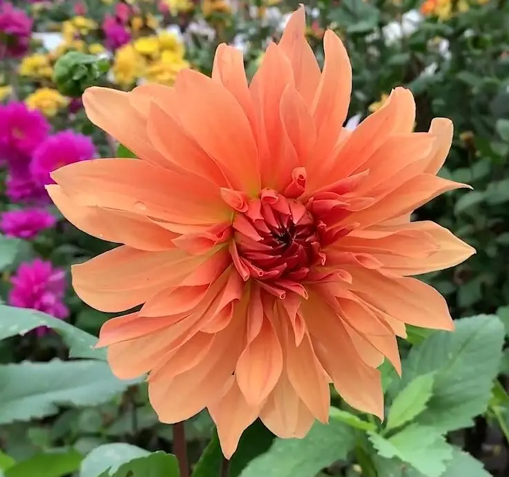 Dahlia Babylon Bronze Tubers