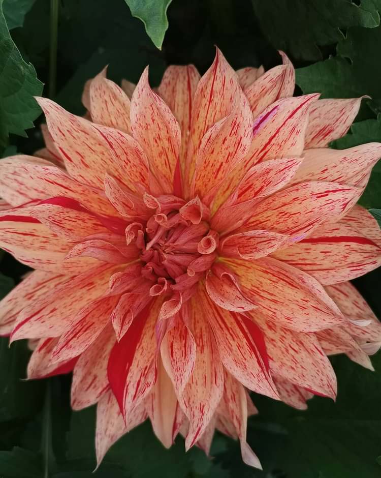 Dahlia Babylon Gevland Tubers