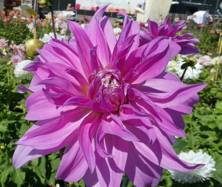 Dahlia Babylon Lilac Tubers